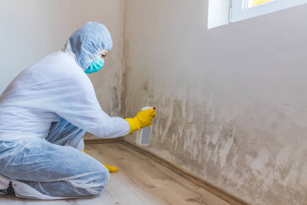 Licensed Black Mold Removal service in Tampa, FL - WQB Mold Removal