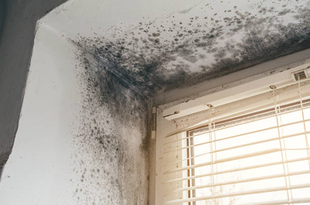 Affordable Black Mold Removal solutions in Tampa, FL