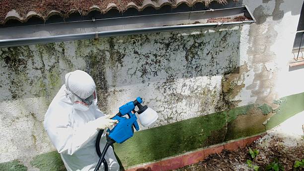 Top rated local Black Mold Removal specialists in Tampa, FL